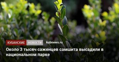 Около 3 тысяч саженцев самшита высадили в национальном парке - kubnews.ru - Сочи