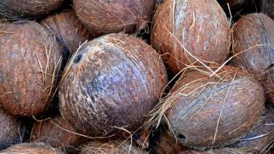 В Петербург доставили 19 тонн вьетнамских кокосов и питахайи - piter.tv - Санкт-Петербург - Вьетнам - Хошимин - Петербурга - Россельхознадзор