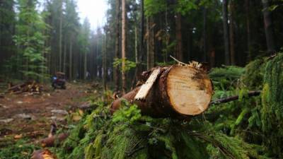 Роман Абрамовский - Правительство значительно ограничило вырубку лесов в Карпатах - news.24tv.ua