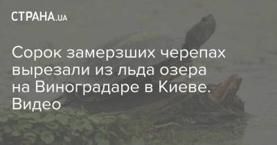 Сорок замерзших черепах вырезали из льда озера на Виноградаре в Киеве. Видео - strana.ua - Киев