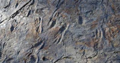 Впервые найден двуногий предок крокодила - popmech.ru - Южная Корея