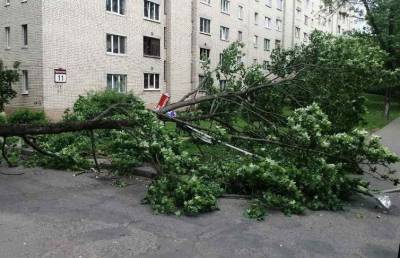 Непогода в Беларуси: повалены деревья, повреждены автомобили и дома - ont.by - Белоруссия - Минск - район Браславский