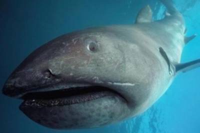 В Японии заметили редкую древнюю акулу - mignews.com.ua - Япония