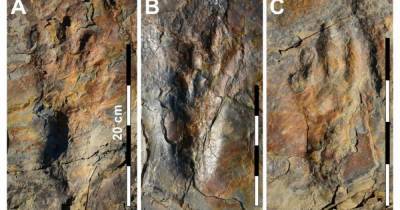 Ученые нашли следы двуногих крокодилов мелового периода - ren.tv