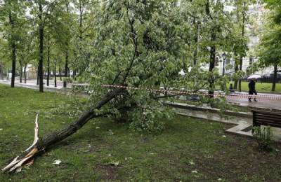 В Москве ветер повалил около 10 деревьев - glob-news.ru - Москва