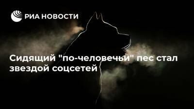 Сидящий "по-человечьи" пес стал звездой соцсетей - ria.ru - Москва - США