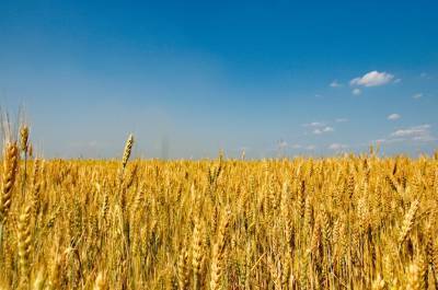 В Украине аграрии ожидают хороший урожай зерна - inform-ua.info - Украина - Аграрии