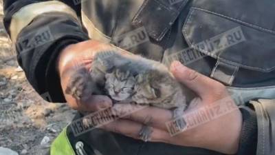 Видео: самоотверженный пожарный вытащил из огня крошечных котят в Ленобласти - 5-tv.ru - Ленинградская обл.