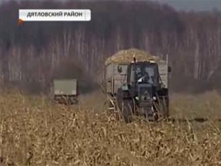 Дмитрий Смирнов - Кукурузные поля в Гродненском регионе почти месяц стоят нетронутыми - tvr.by