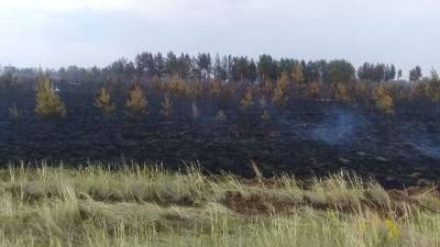 В Павлодарской области лесной пожар, который произошёл из-за грозового разряда, ликвидировали - informburo.kz - Казахстан - Павлодарская обл.