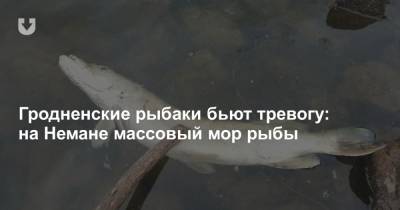 Гродненские рыбаки бьют тревогу: на Немане массовый мор рыбы - news.tut.by