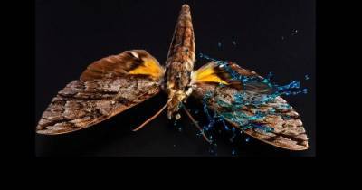 Удивительное строение крыльев бабочек спасает их от дождя - popmech.ru - Нью-Йорк