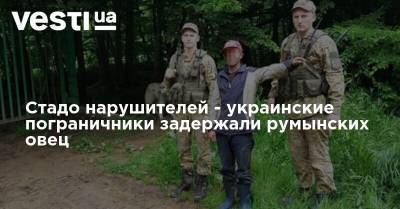 Стадо нарушителей - украинские пограничники задержали румынских овец - vesti.ua - Украина - Казахстан - Румыния - Чехия - Львовская обл.