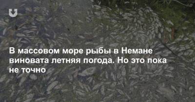 В массовом море рыбы в Немане виновата летняя погода. Но это пока не точно - news.tut.by