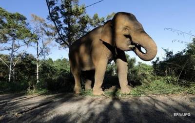 Слон поиграл с буйволом и попал на видео - korrespondent.net - Индия