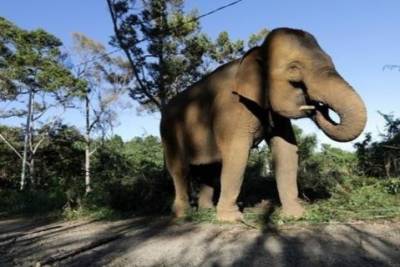 В Индии слон повеселил публику, пытаясь пошутить над буйволом - mignews.com.ua - Индия