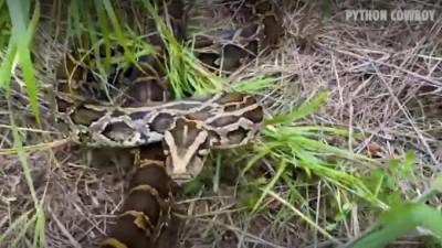 Кровавая битва мужчины с гигантской смертоносной змеей попала на видео - piter.tv - USA - шт.Флорида