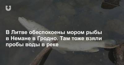 В Литве обеспокоены мором рыбы в Немане в Гродно. Там тоже взяли пробы воды в реке - news.tut.by - Литва