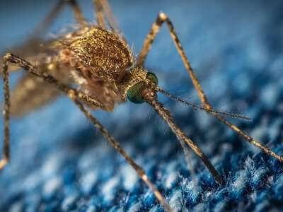 Вакцину с комариной слюной решили создать вирусологи США - live24.ru - США