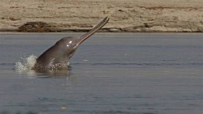 Слепые дельфины помойных рек Индии - pravda-tv.ru - Индия