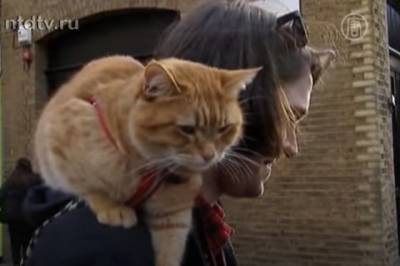 Знаменитый рыжий кот по кличке Боб умер - aif.ru - Англия