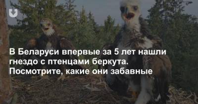 В Беларуси впервые за 5 лет нашли гнездо с птенцами беркута. Посмотрите, какие они забавные - news.tut.by