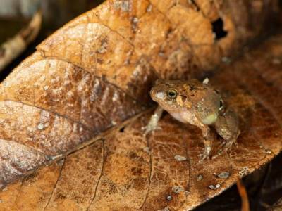 На Мадагаскаре открыт новый вид лягушек - polit.ru - Германия - Мадагаскар