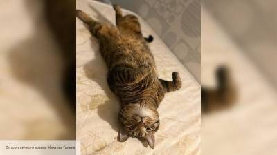 Толстый кот Виктор, который летал «Аэрофлотом», получил предложение о женитьбе - politros.com - Москва - Владивосток