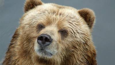 Видео: Медведь-почесун «станцевал стриптиз» у импровизированного шеста - 5-tv.ru - США - штат Южная Дакота