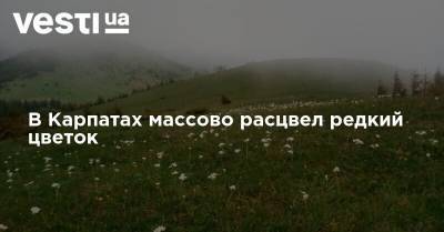 В Карпатах массово расцвел редкий цветок - vesti.ua - Украина