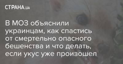 В МОЗ объяснили украинцам, как спастись от смертельно опасного бешенства и что делать, если укус уже произошел - strana.ua