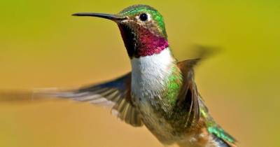 Птицы способны различать цвета, недоступные для зрения человека - popmech.ru