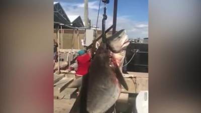 Подросток самостоятельно поймал 382-килограммовую акулу - piter.tv - Техас