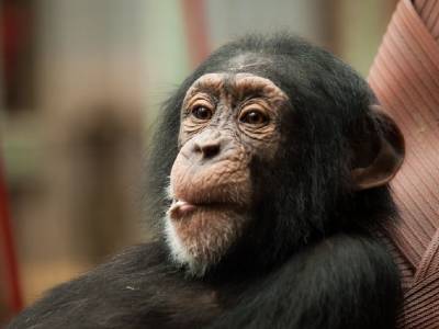 В сердце некоторых шимпанзе имеется небольшая кость - polit.ru