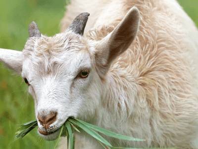 Молоко генномодифицированных коз способствует лечению онкологии - live24.ru - Новая Зеландия