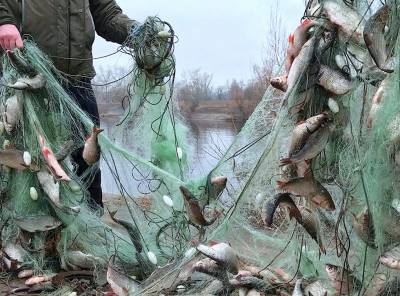 Александр Савельев - Эксперт спрогнозировал рост розничных цен на рыбу на 15% из-за коронавируса - newsland.com