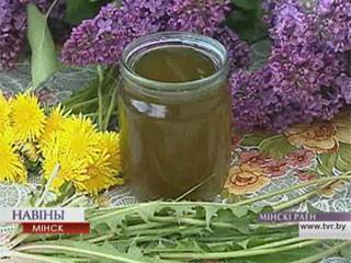 Одуванчики возвращают себе былую известность - tvr.by