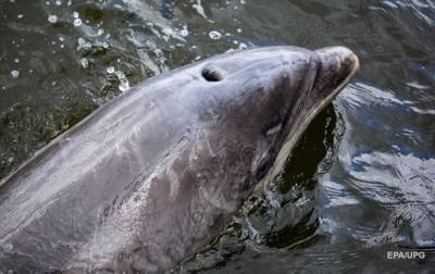 В Финском заливе появились дельфины - korrespondent.net - Россия - Санкт-Петербург - Финляндия