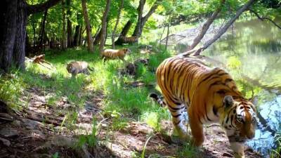В Приморье попали на видео тигрица с детенышами у озера - piter.tv - Приморье край