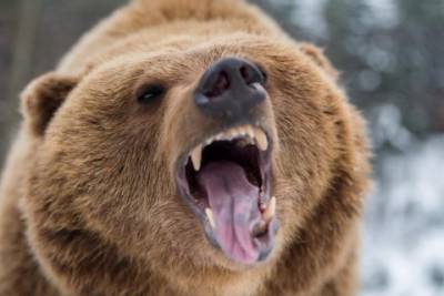 Медведь на глазах людей загрыз женщину и утащил в лес - mignews.com.ua - Россия - Индия - Одесса