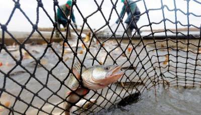 В украинских водоёмах рыбы становится всё меньше, – эксперты - inform-ua.info - Украина
