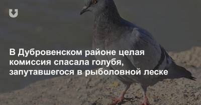 В Дубровенском районе целая комиссия спасала голубя, запутавшегося в рыболовной леске - news.tut.by