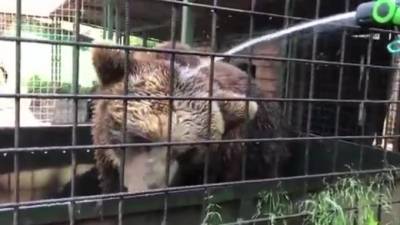 Медведи из РКЦ "Велес" спасаются от жары холодным душем из шланга - piter.tv - Барнаул