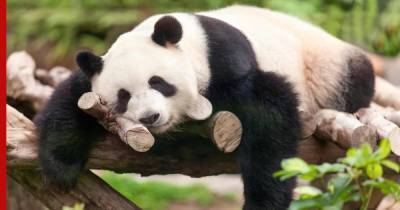 В Московском зоопарке устроили «панда-чат» с Китаем - profile.ru - Москва - Китай - Чэнд