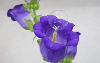 В Японии опыляют цветы мыльными пузырями - korrespondent.net - New York - Япония