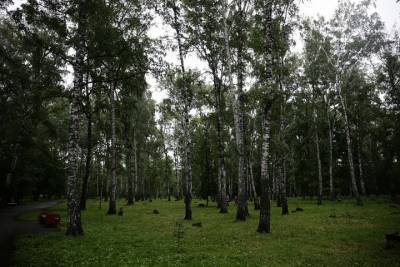 В новосибирском парке «Березовая роща» спилят 250 берез - novos.mk.ru
