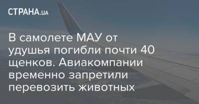 В самолете МАУ от удушья погибли почти 40 щенков. Авиакомпании временно запретили перевозить животных - strana.ua - Украина - Киев - Канада