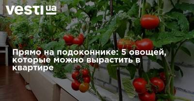 Прямо на подоконнике: 5 овощей, которые можно вырастить в квартире - vesti.ua - Дома