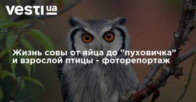 Жизнь совы от яйца до "пуховичка" и взрослой птицы - фоторепортаж - vesti.ua