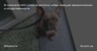 В самолете МАУ умерли десятки собак: реакция авиакомпании и общественности - 1k.com.ua